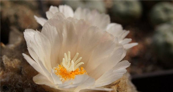 Matters needing attention in the cultivation of rock peony