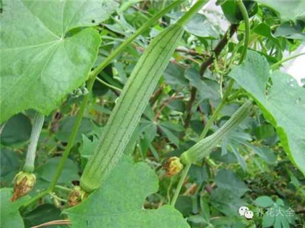 Towel gourd