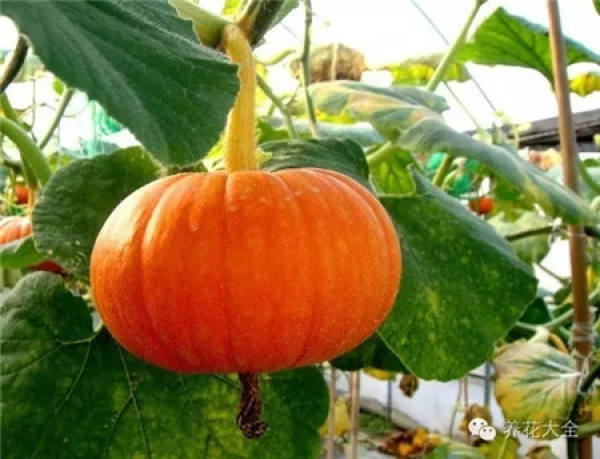 Towel gourd