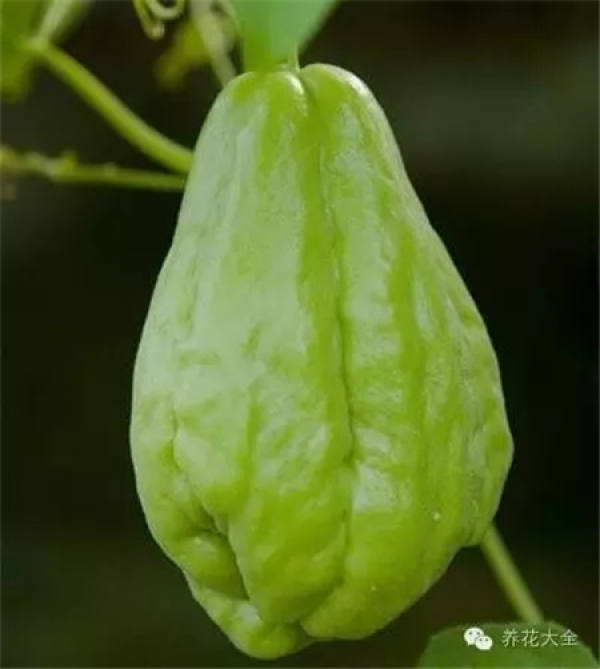 Towel gourd