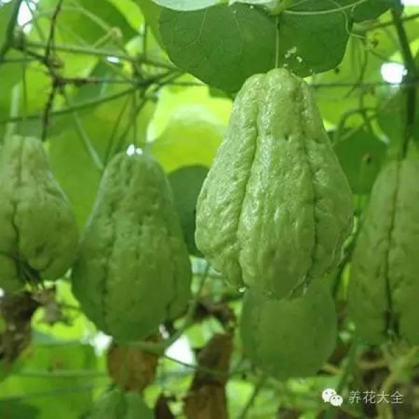 Towel gourd