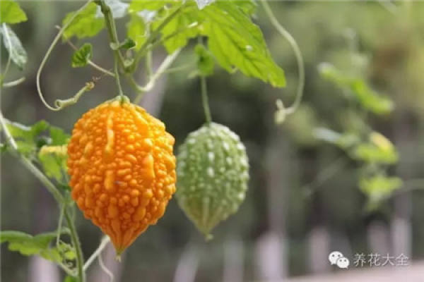 Towel gourd