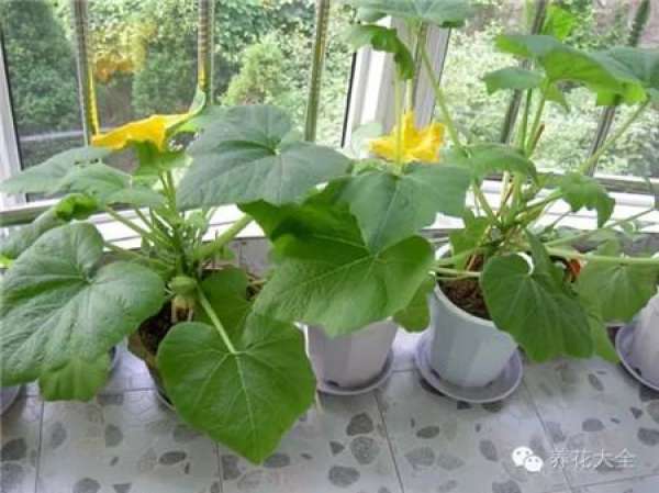 Towel gourd