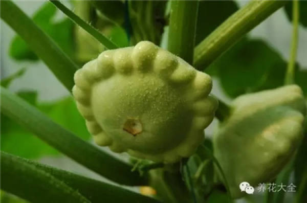Towel gourd