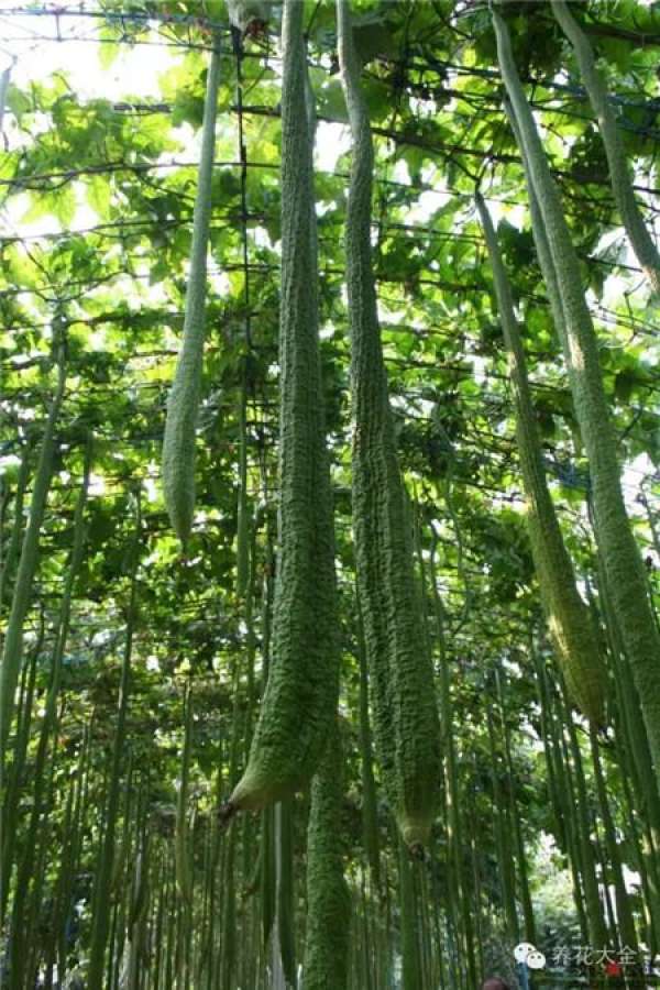 Towel gourd