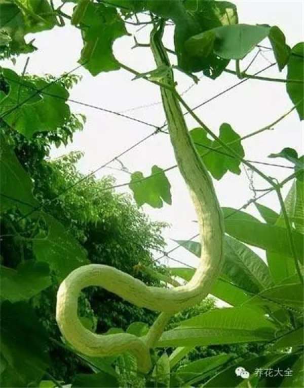 Towel gourd