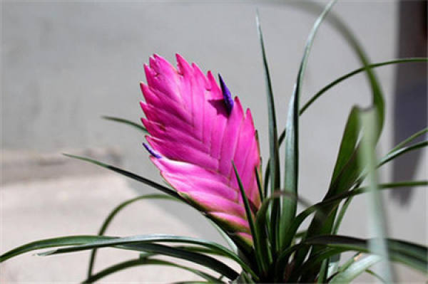 Iron Orchid