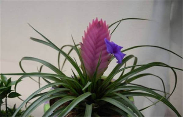 Iron Orchid