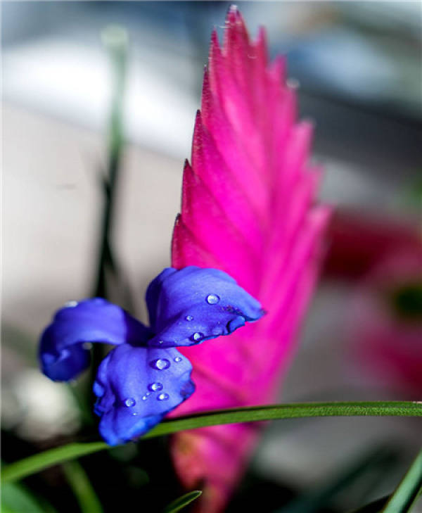 Iron Orchid