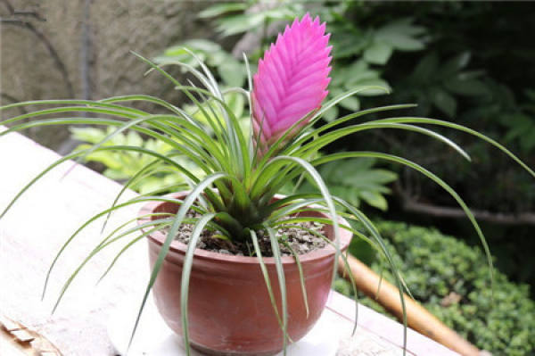 Iron Orchid