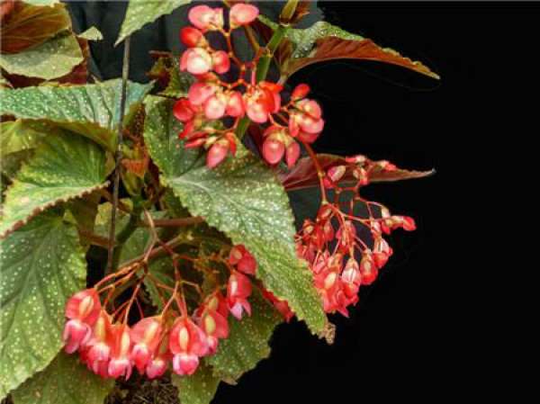 Method for culturing Begonia japonica