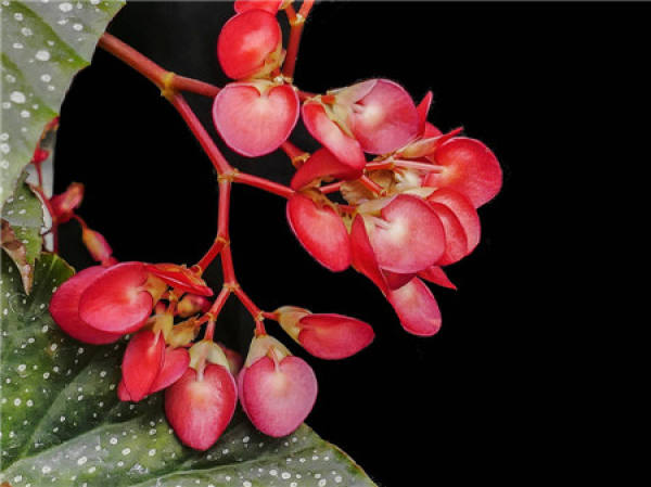 Matters needing attention in the cultivation of Begonia japonica