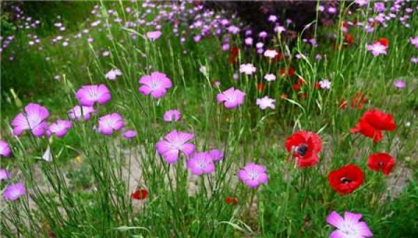 Matters needing attention in the cultivation of Weng