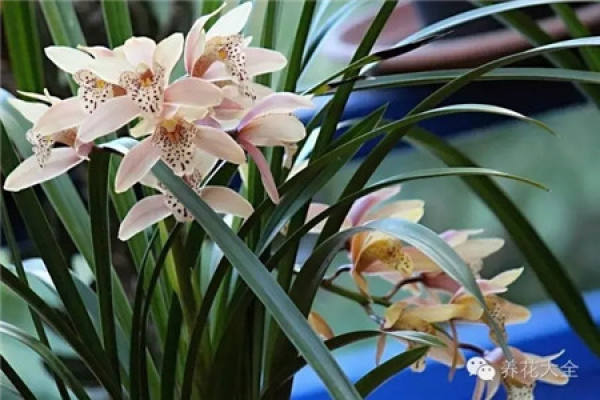 Orchid fragrance
