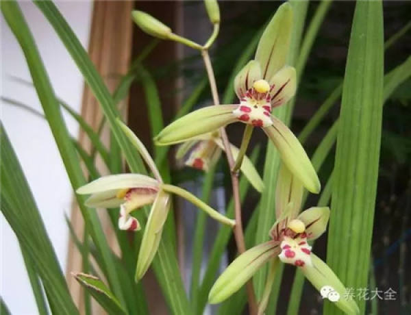Orchid fragrance