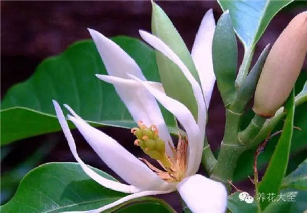 Orchid fragrance