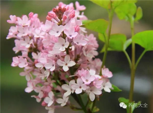 Orchid fragrance
