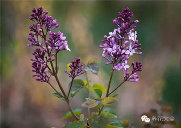 Orchid fragrance