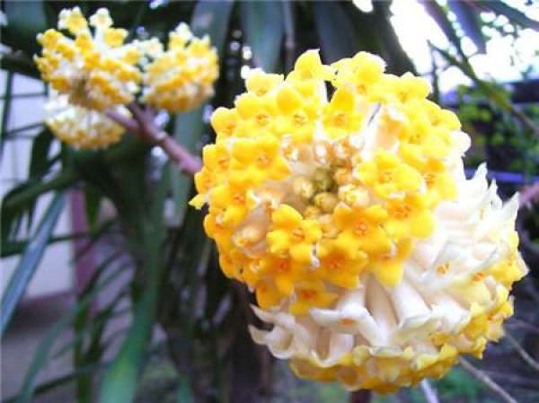 Points for attention in cultivation of jasmine