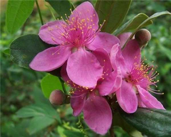 Matters needing attention in the cultivation of Rhodomyrtus tomentosa