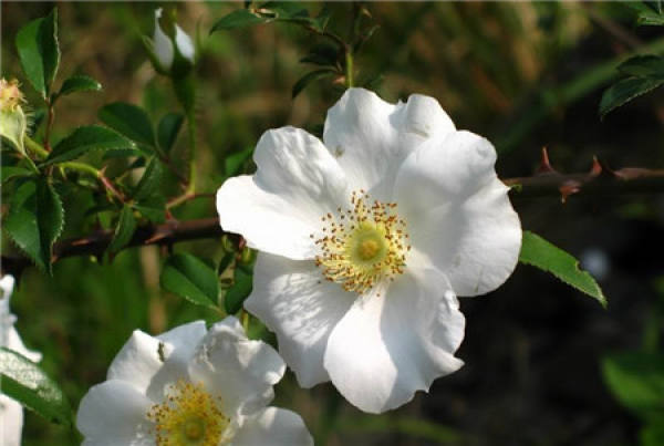 breeding method of Rosa laevigata