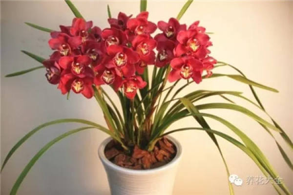 Cymbidium
