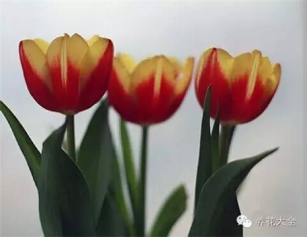 Cymbidium