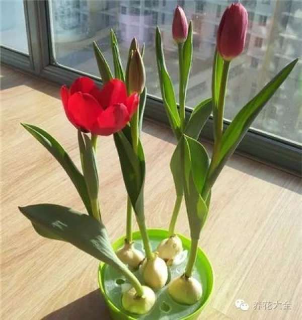 Cymbidium