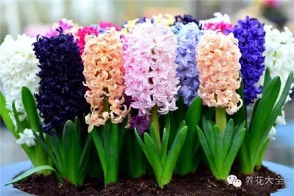 Cymbidium