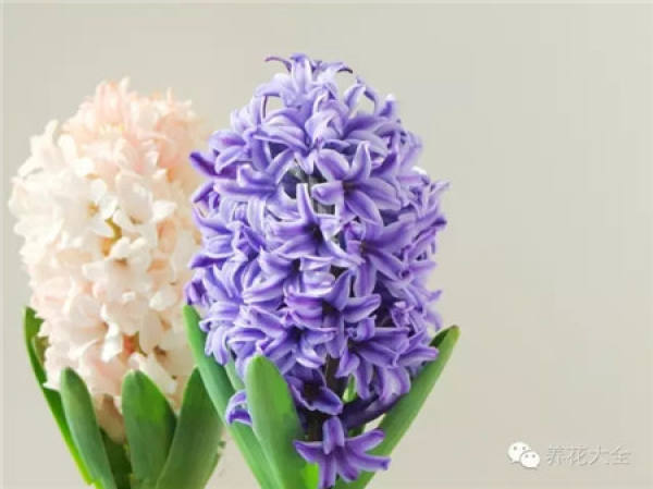 Cymbidium