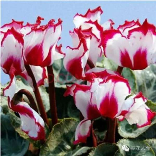 Cymbidium