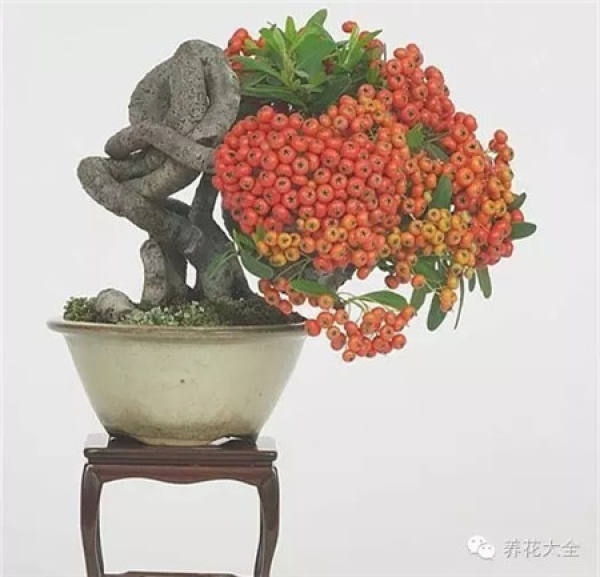 Cymbidium