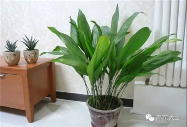 Cymbidium