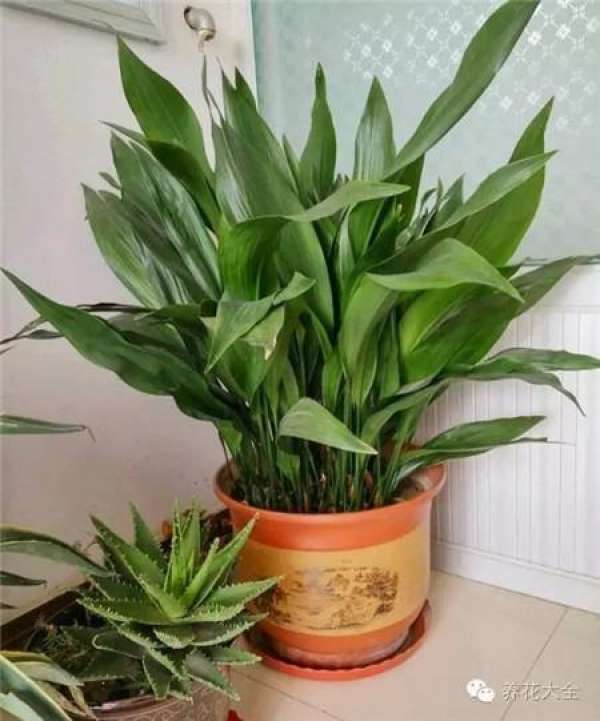 Cymbidium