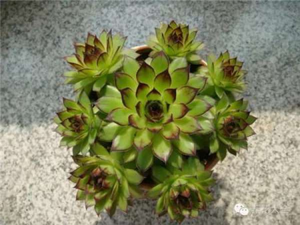 Cymbidium