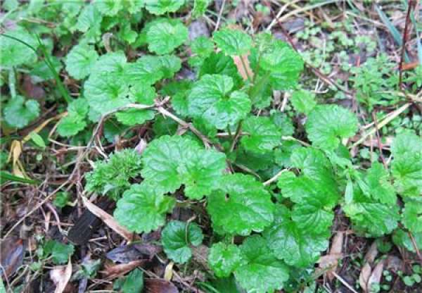 Matters needing attention in cultivation of Huoxue Dan