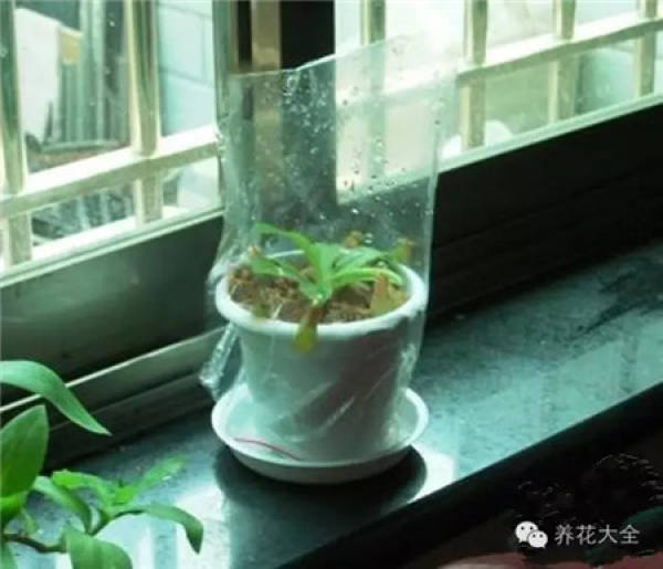 Plastic bags are used to moisturize and rescue plants.