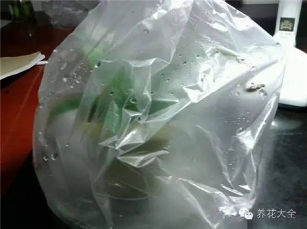 Plastic bags are used to moisturize and rescue plants.