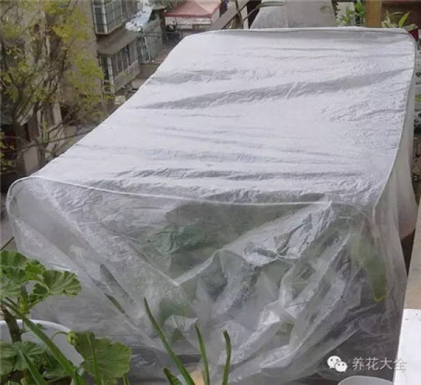 Plastic bags are used to moisturize and rescue plants.