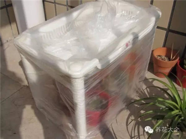 Plastic bags are used to moisturize and rescue plants.