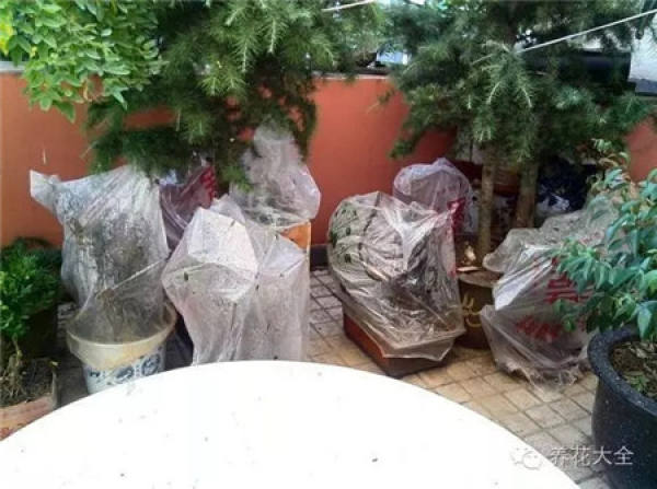 Plastic bags are used to moisturize and rescue plants.