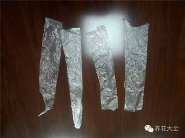 Plastic bags are used to moisturize and rescue plants.