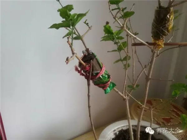 Plastic bags are used to moisturize and rescue plants.