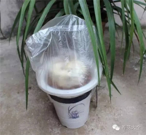 Plastic bags are used to moisturize and rescue plants.