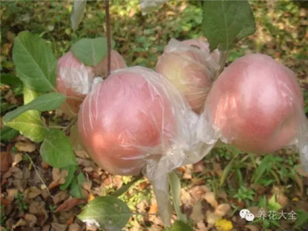 Plastic bags are used to moisturize and rescue plants.