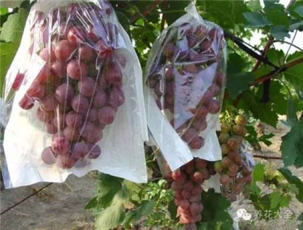 Plastic bags are used to moisturize and rescue plants.
