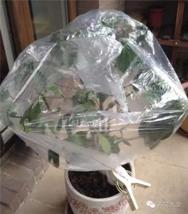 plastic bags are used to moisturize and save plants