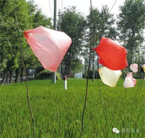 plastic bags are used to moisturize and save plants