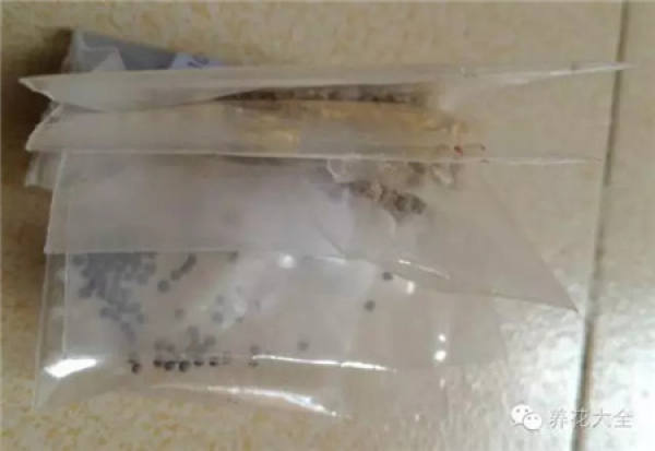 Storage Seed