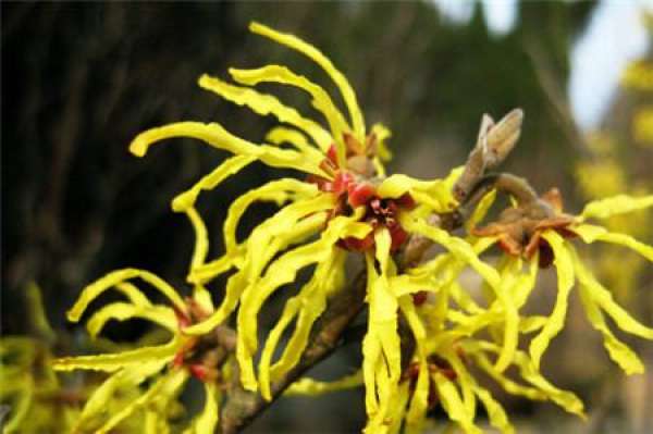 breeding method of Hamamelis